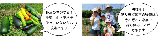 夏野菜