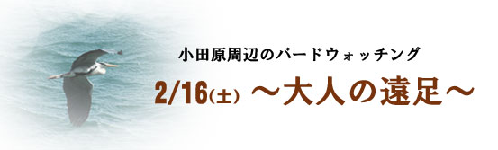 バードウォッチング