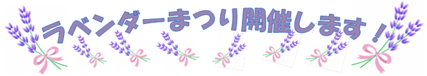 ラベンダー祭り開催