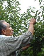 梅